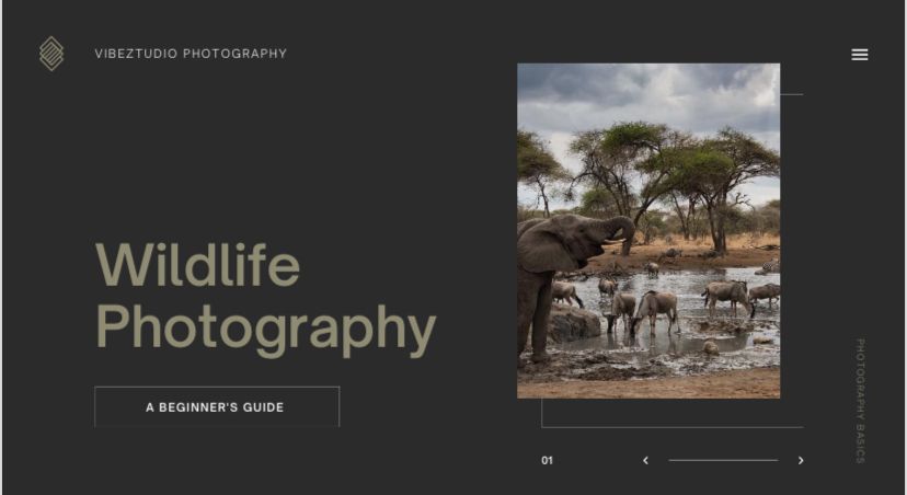 Wildlife Photography